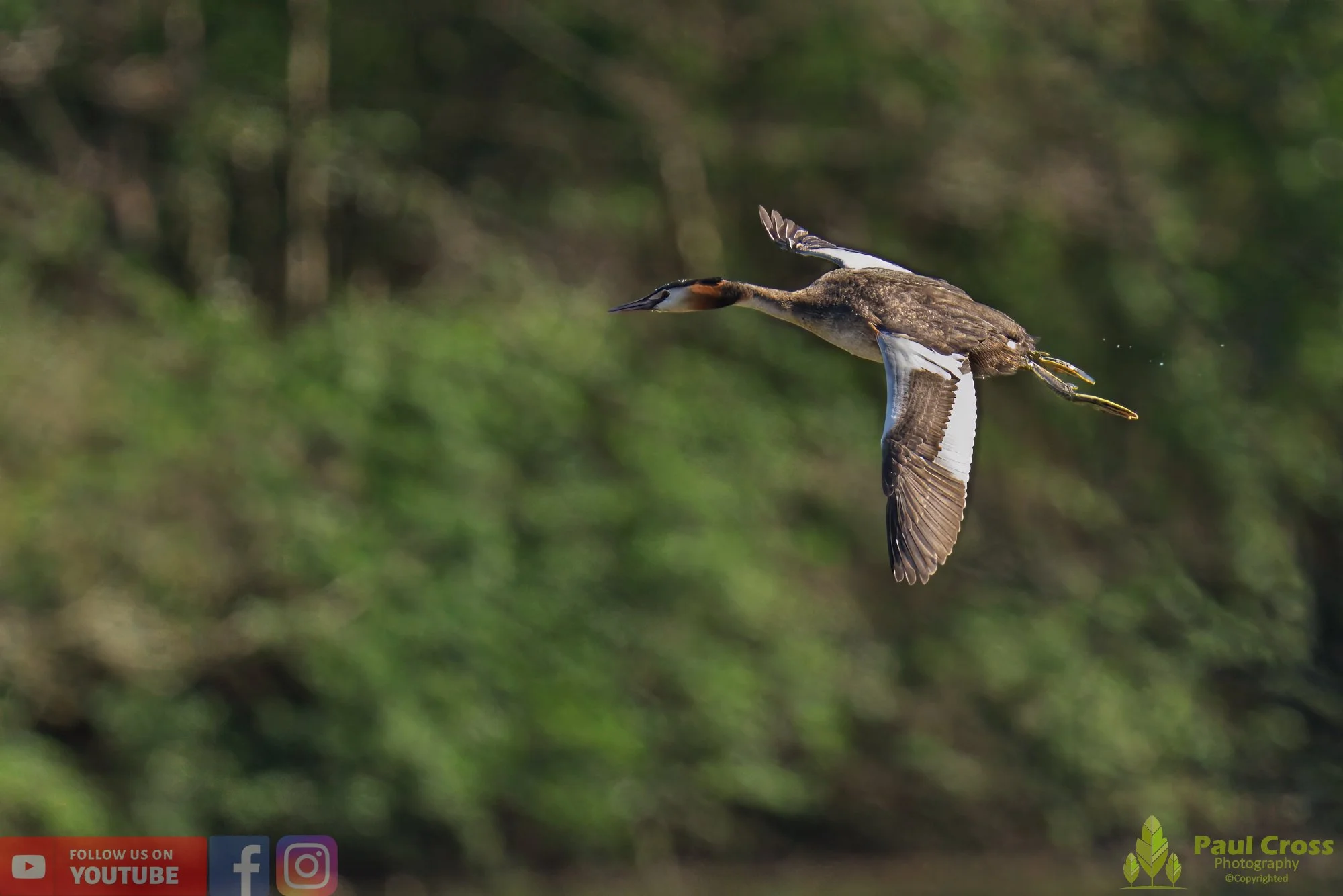 Great Crested Grebe-00782.jpg