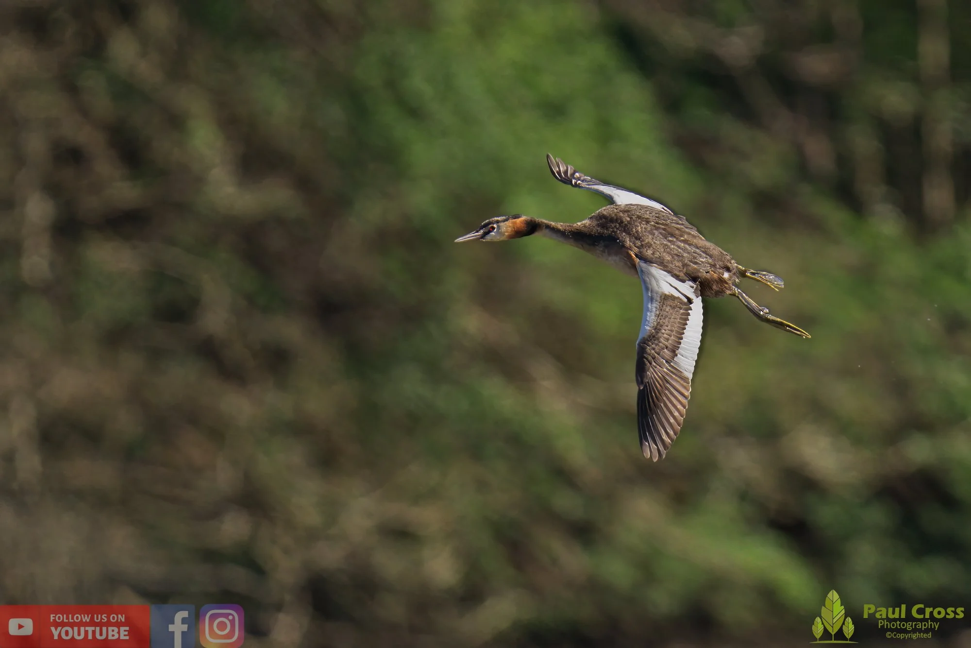 Great Crested Grebe-00783.jpg