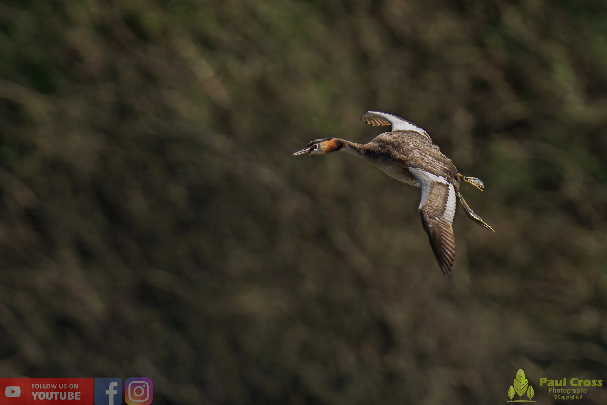 Great Crested Grebe-00784.jpg