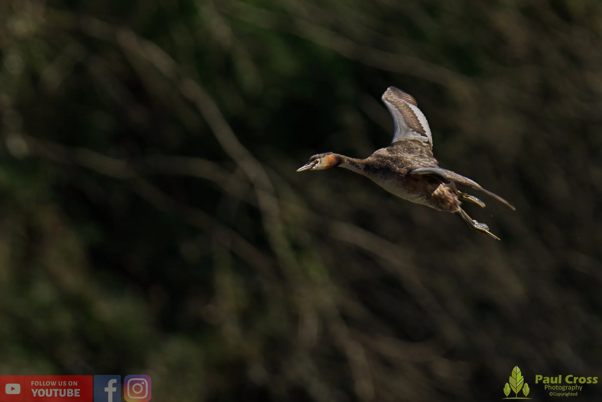 Great Crested Grebe-00785.jpg