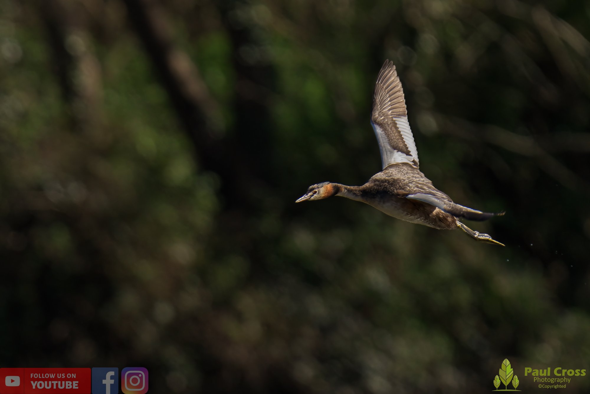 Great Crested Grebe-00786.jpg