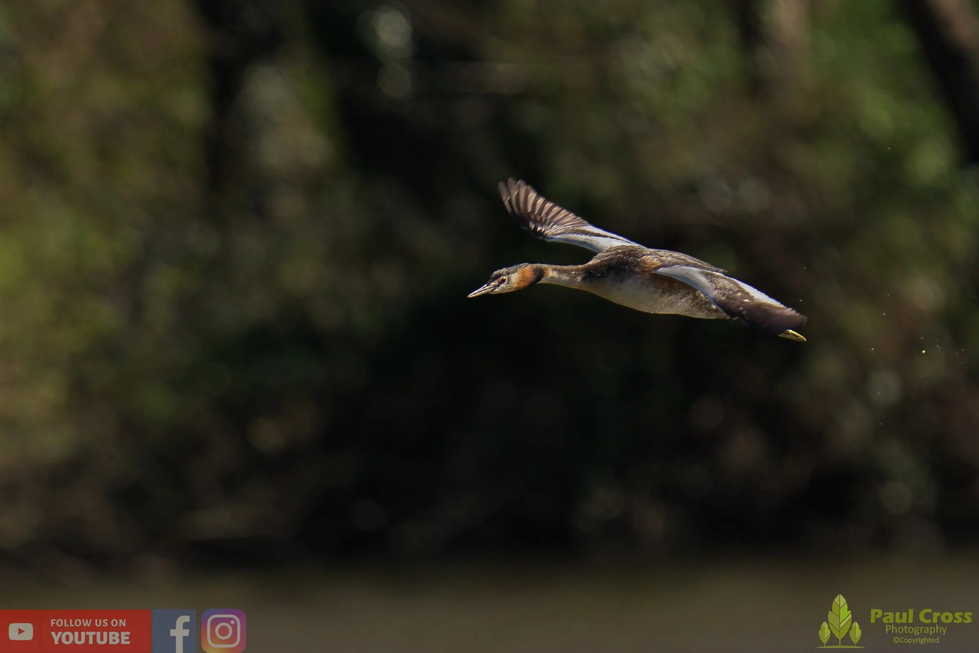 Great Crested Grebe-00787.jpg