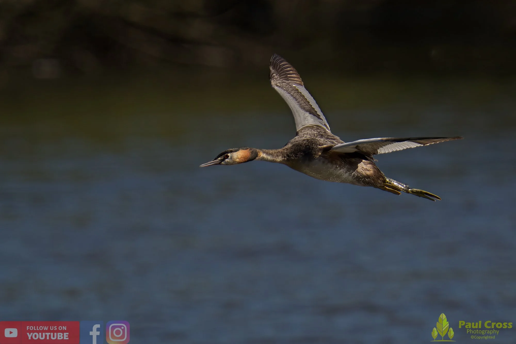 Great Crested Grebe-00789.jpg
