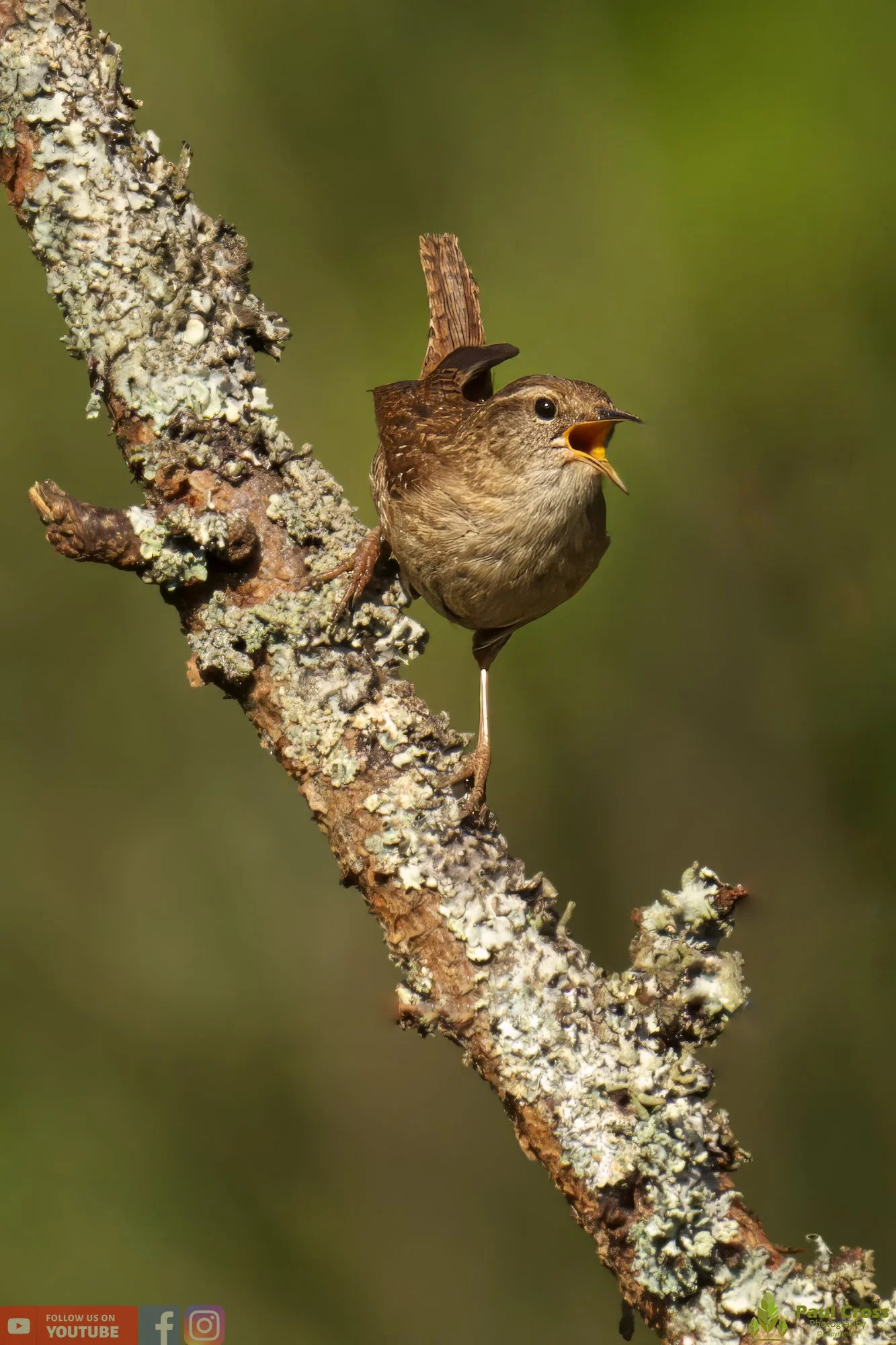 Wren-00325.jpg