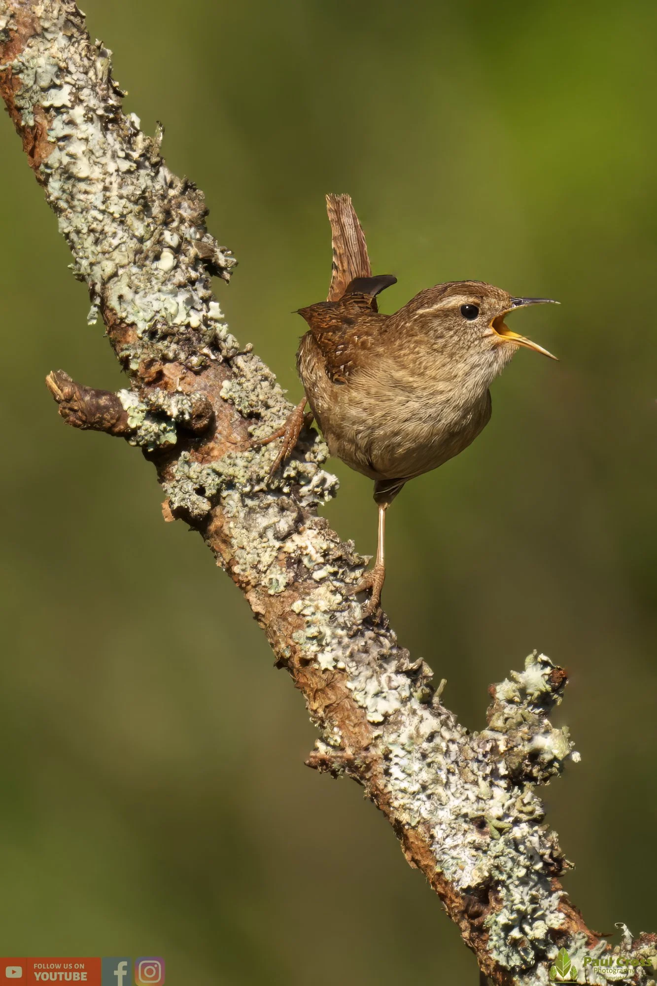 Wren-00326.jpg