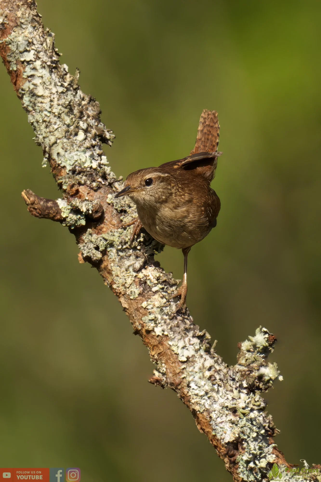 Wren-00328.jpg