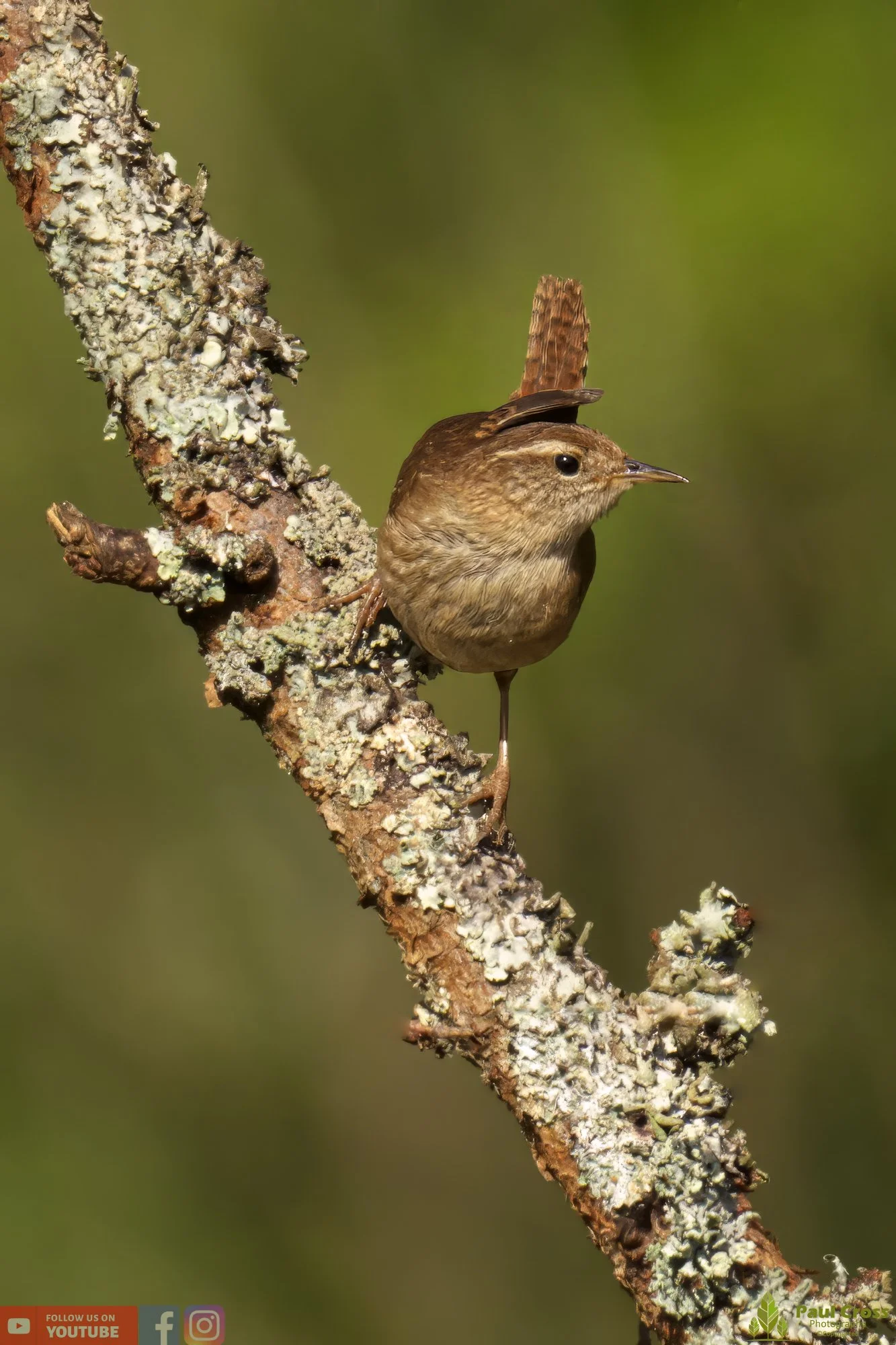 Wren-00329.jpg
