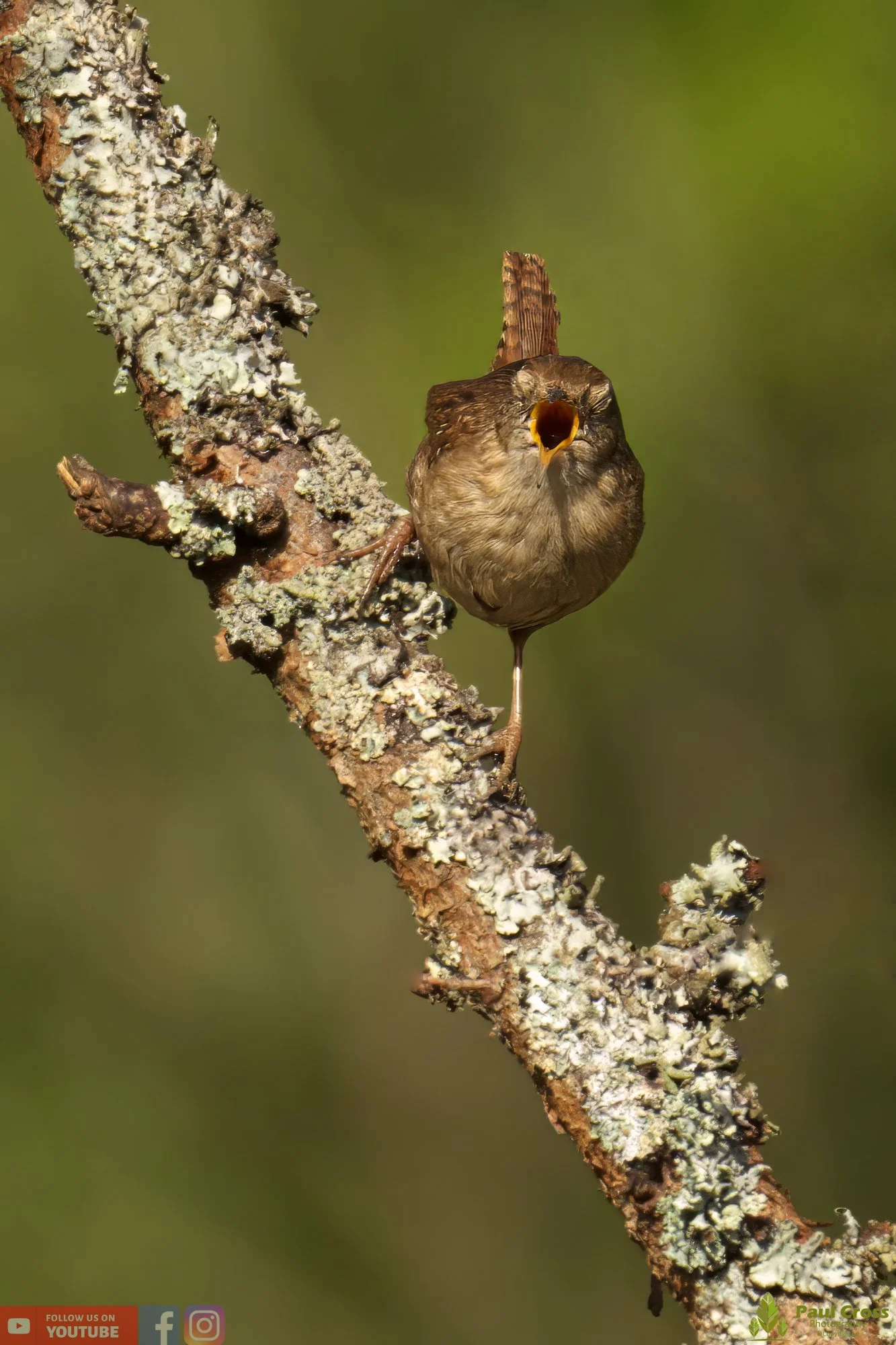 Wren-00330.jpg