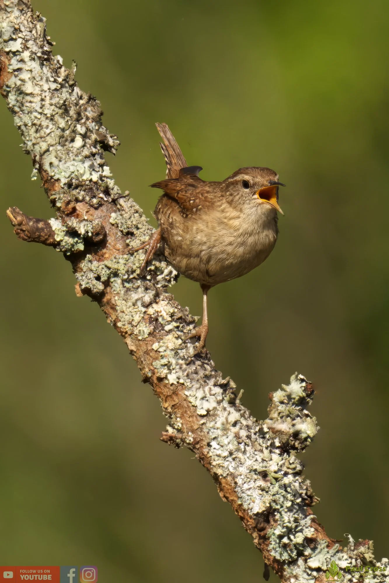 Wren-00331.jpg