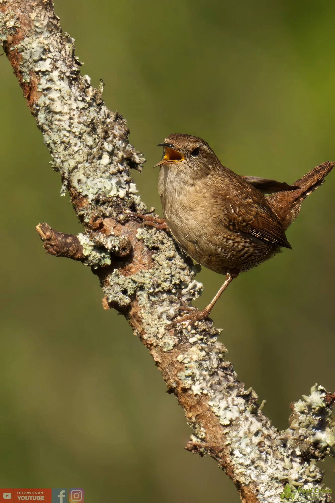 Wren-00332.jpg