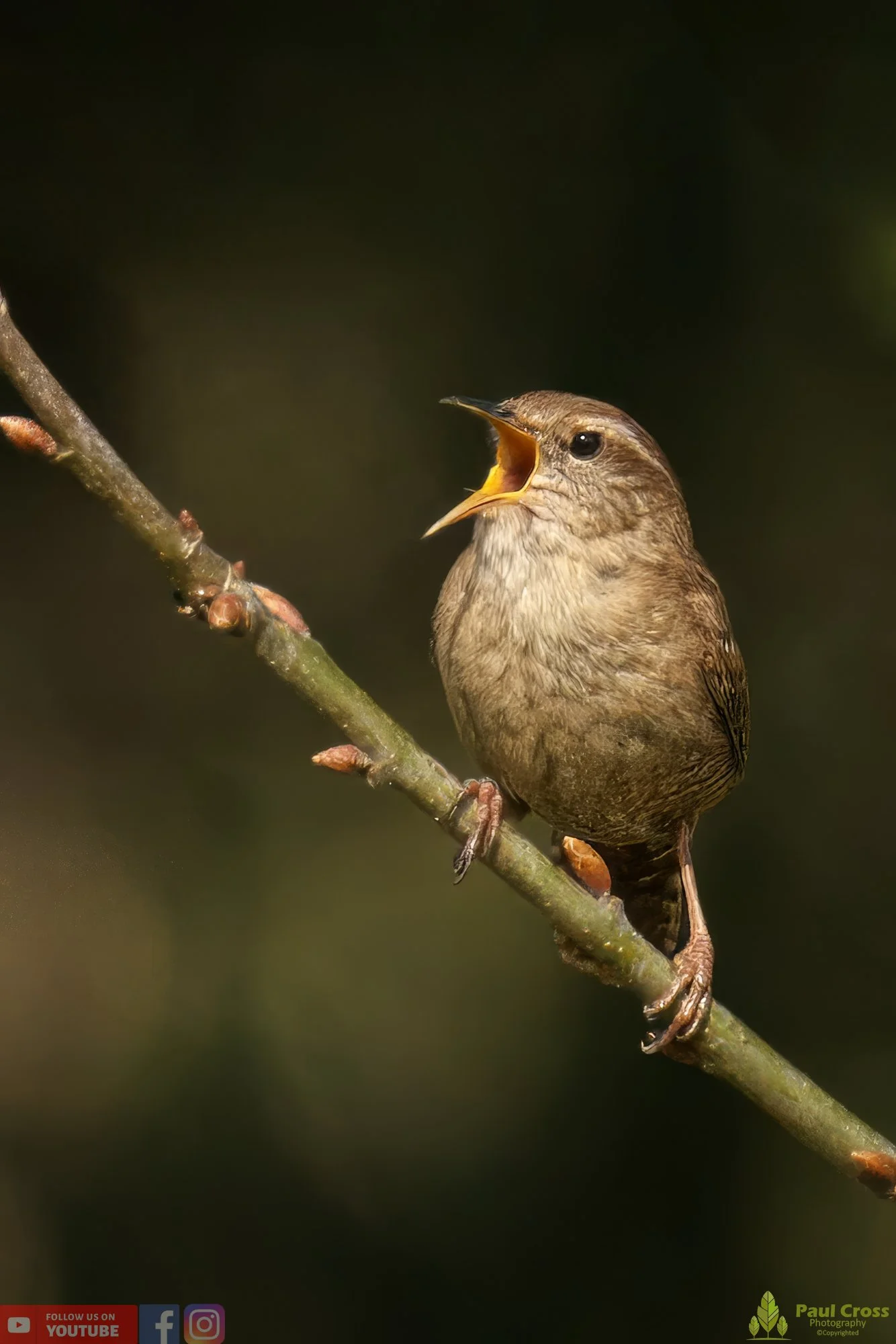 Wren-00335.jpg