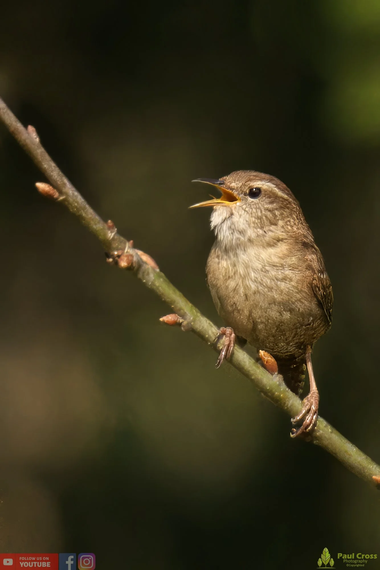 Wren-00336.jpg