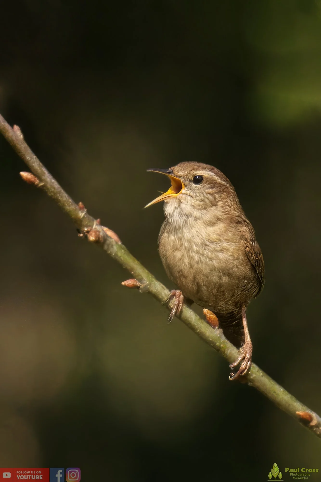 Wren-00337.jpg