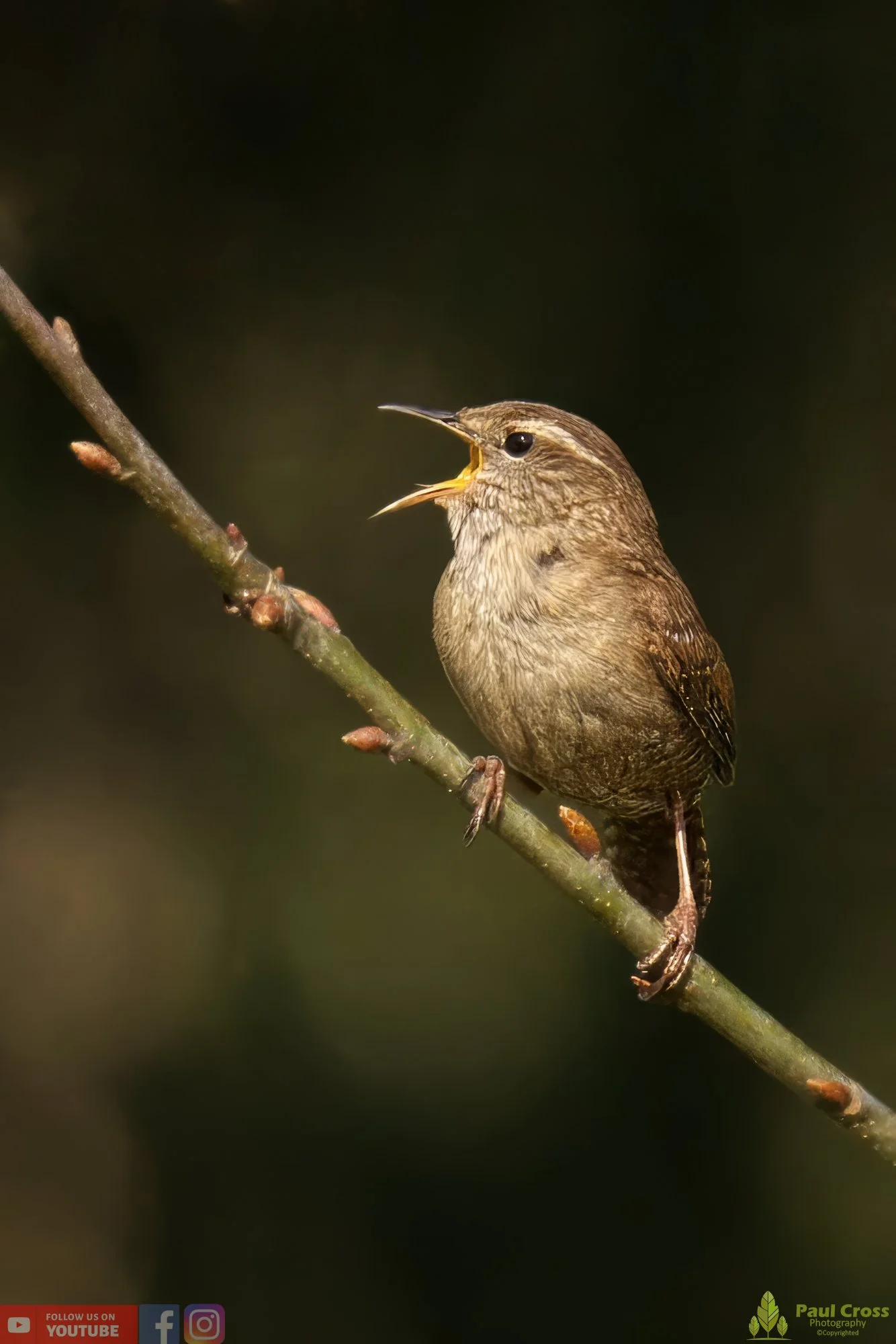 Wren-00338.jpg