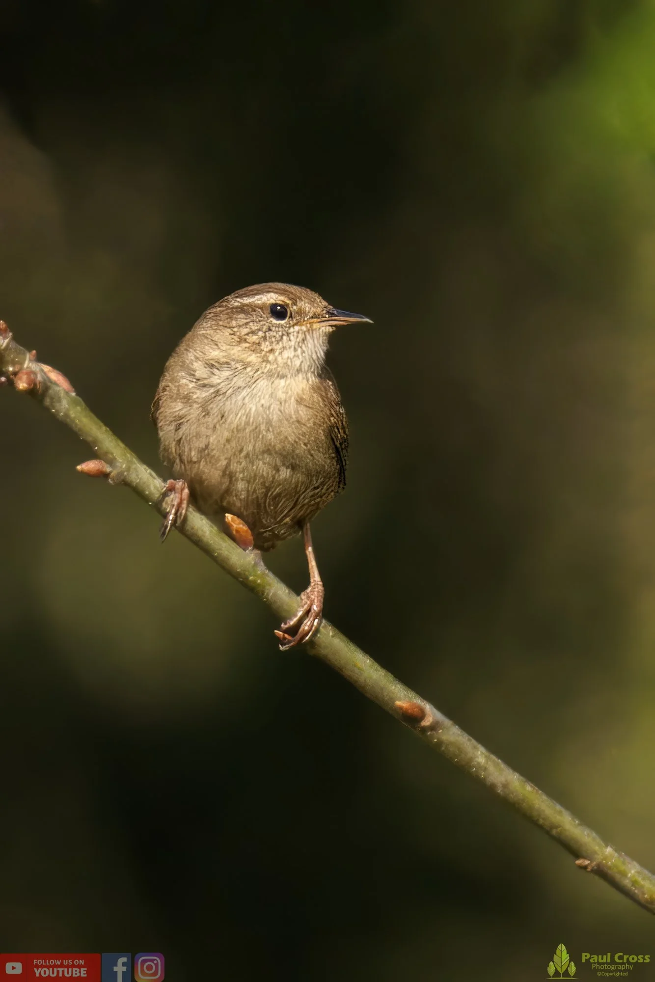 Wren-00339.jpg