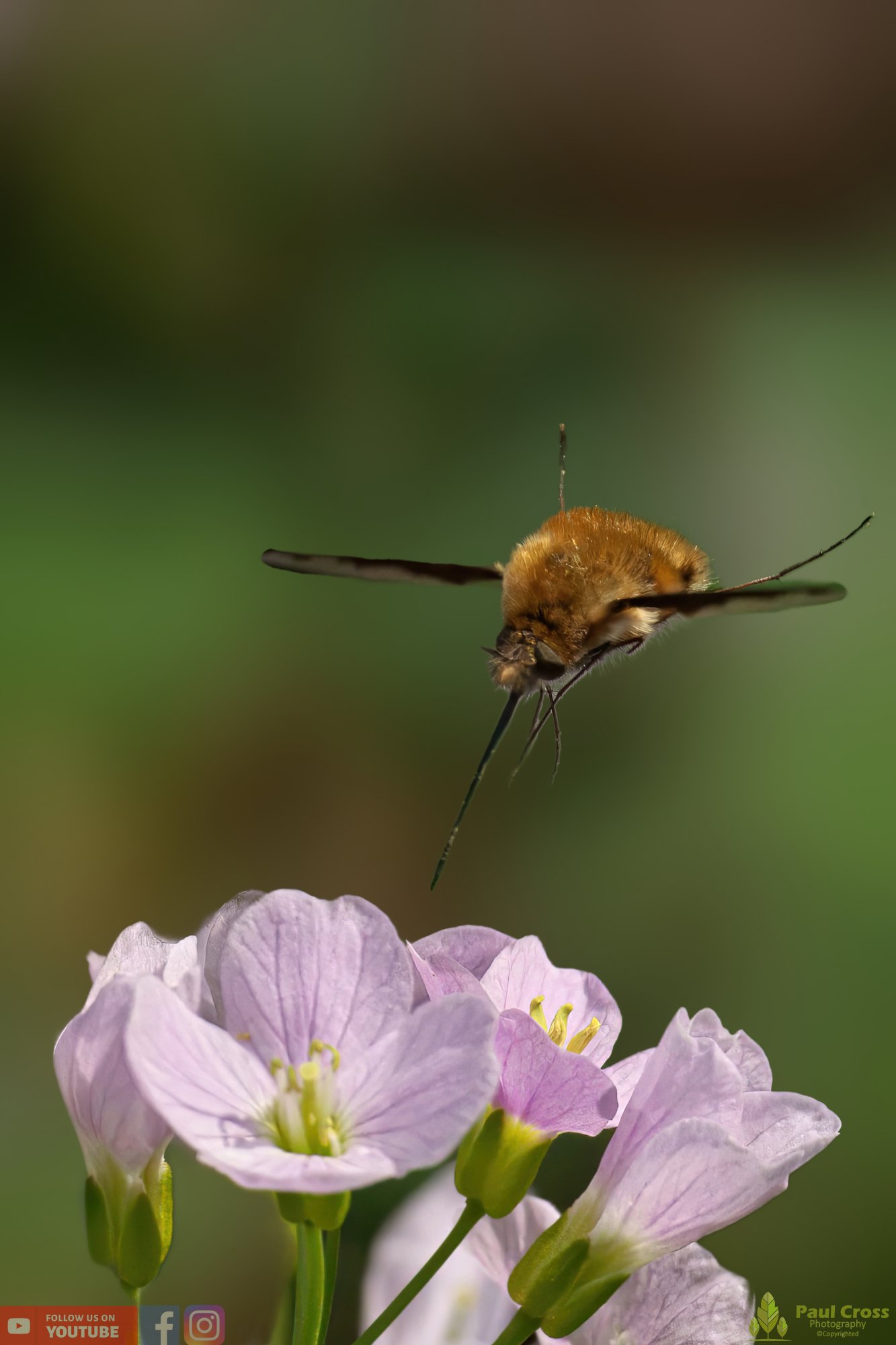Bee-Fly-00004.jpg