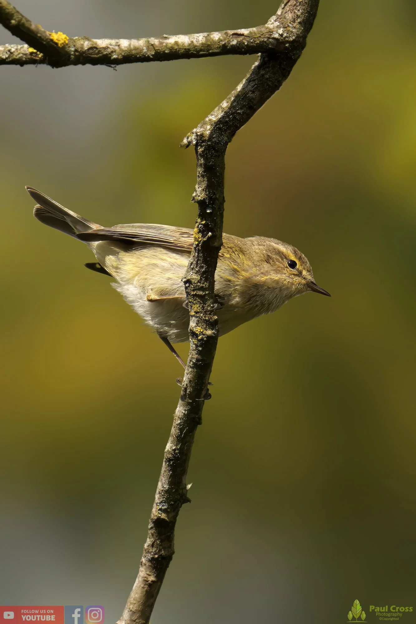 Chiffchaff-00056.jpg