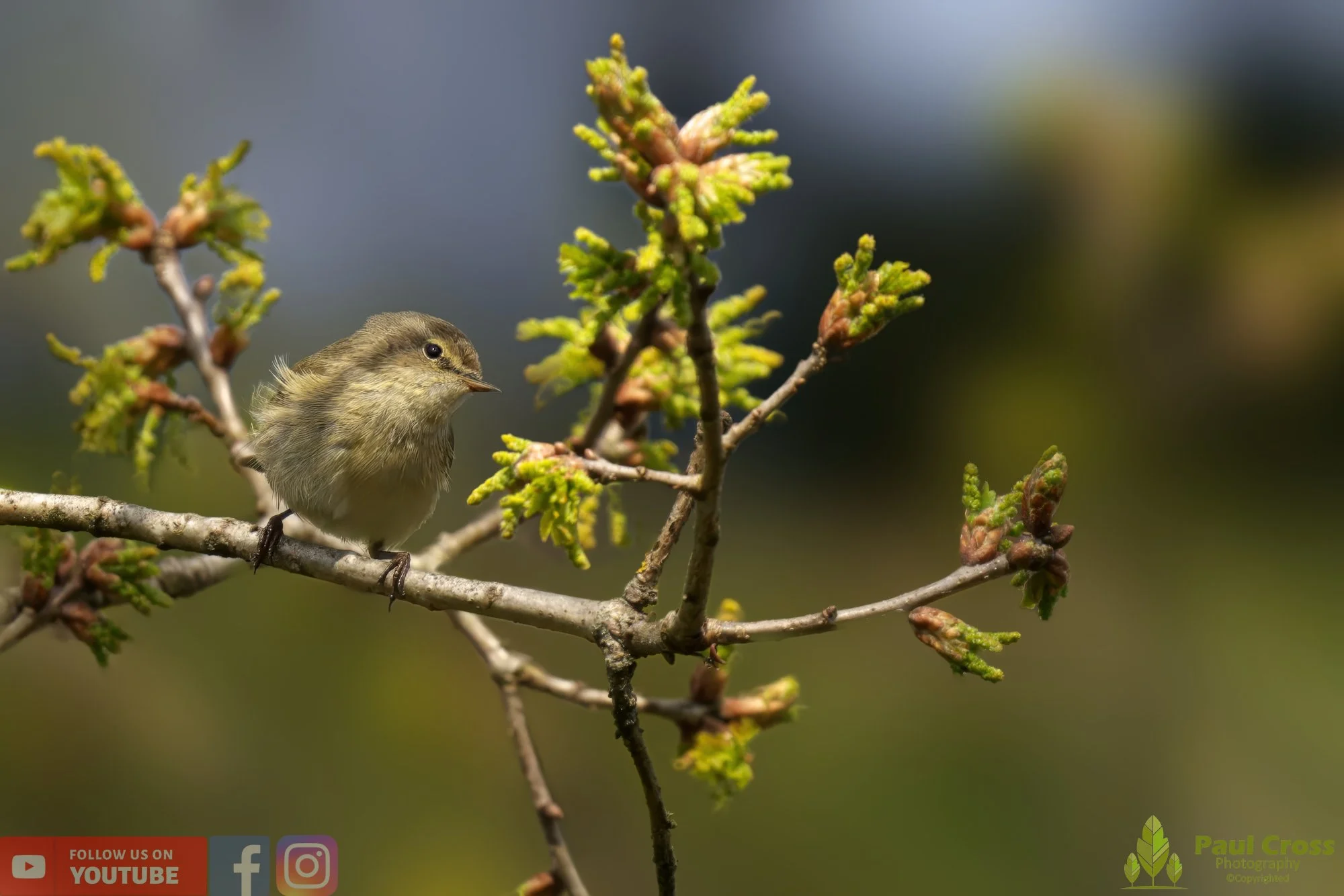 Chiffchaff-00055.jpg