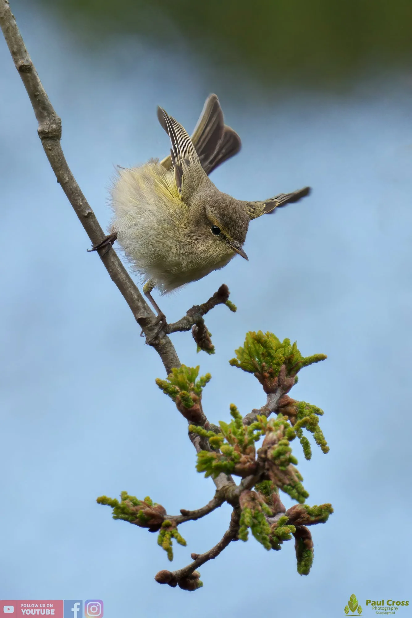 Chiffchaff-00068.jpg