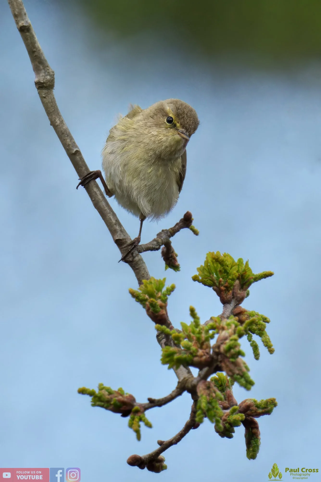 Chiffchaff-00074.jpg