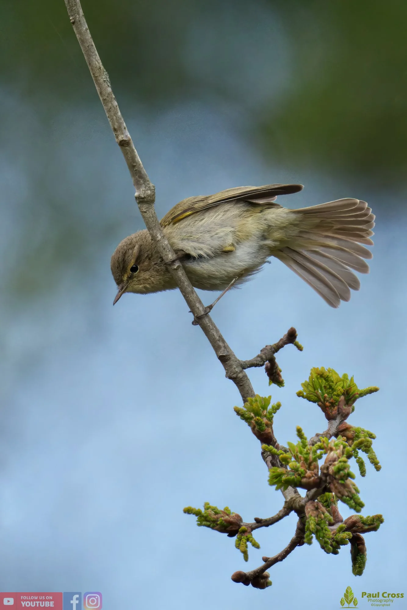 Chiffchaff-00076.jpg
