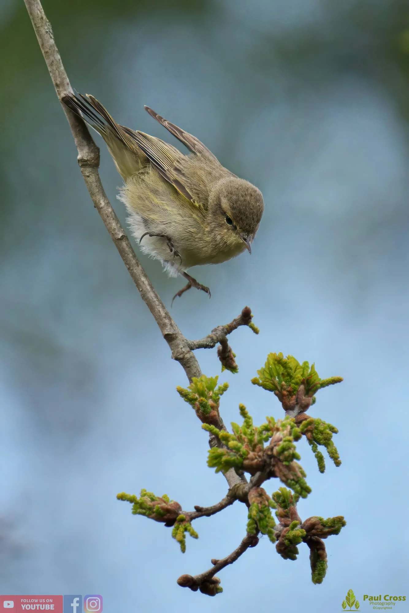 Chiffchaff-00077.jpg