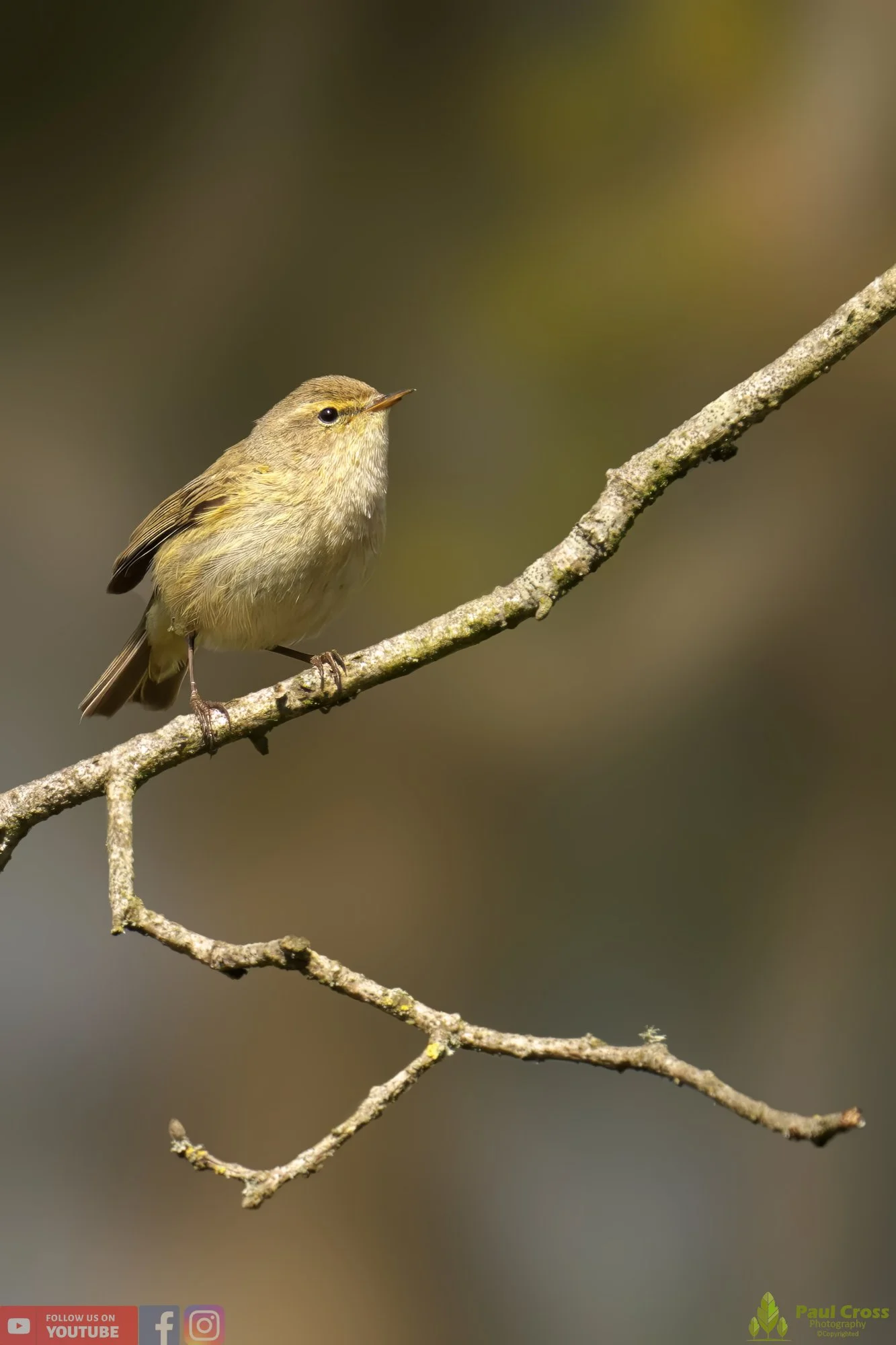 Chiffchaff-00080.jpg