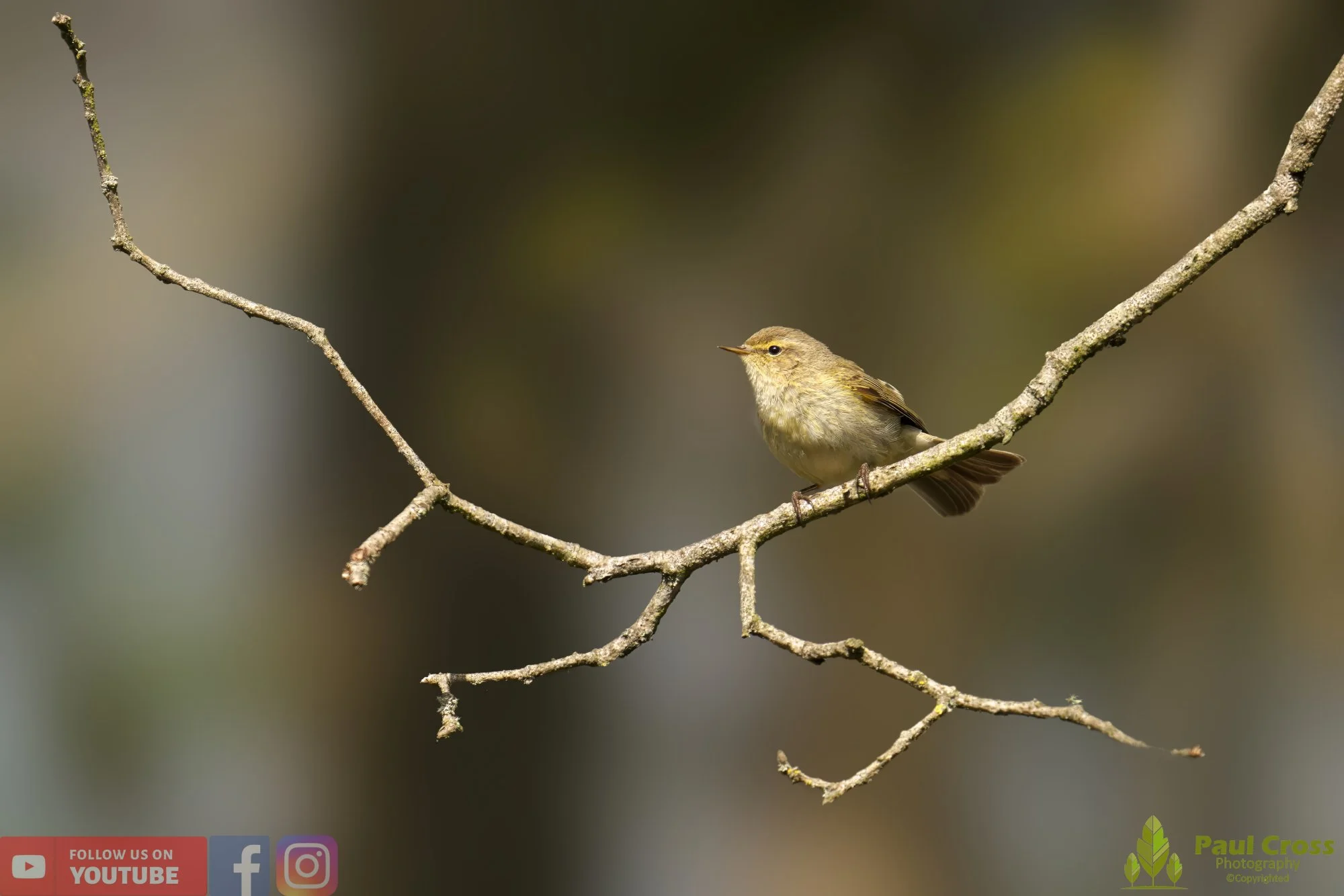 Chiffchaff-00081.jpg