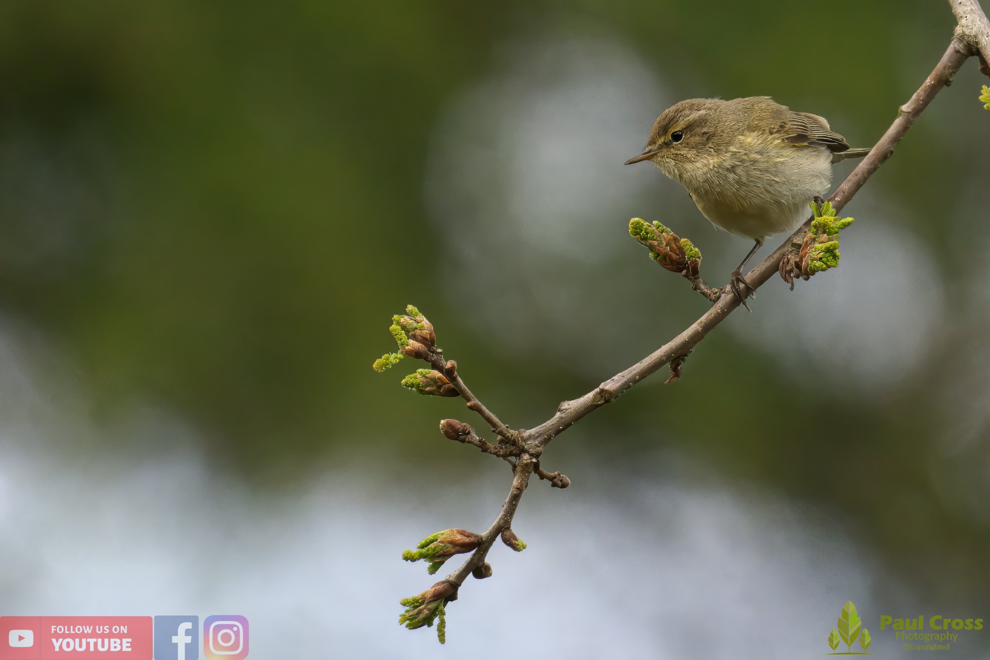 Chiffchaff-00090.jpg