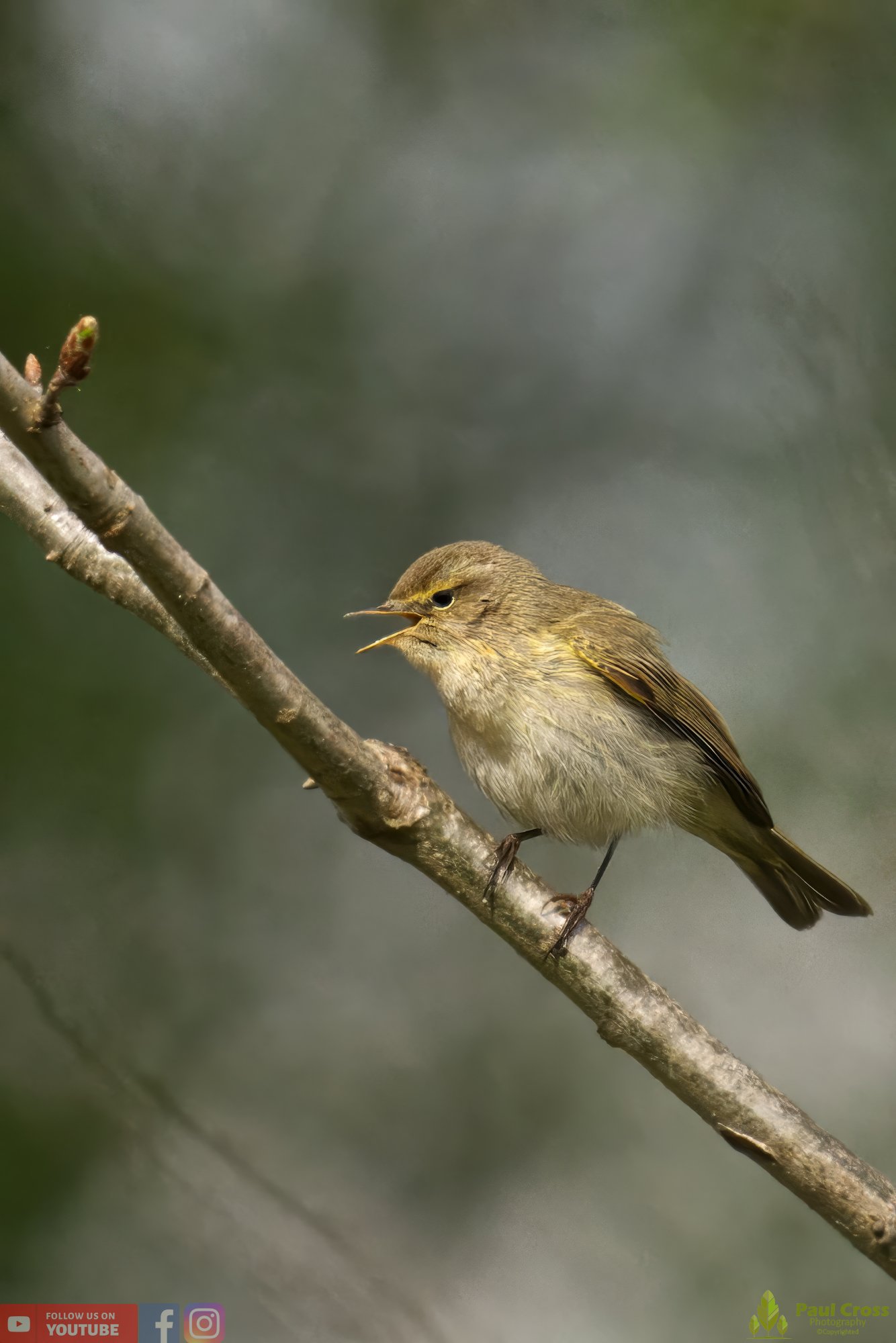 Chiffchaff-00094.jpg