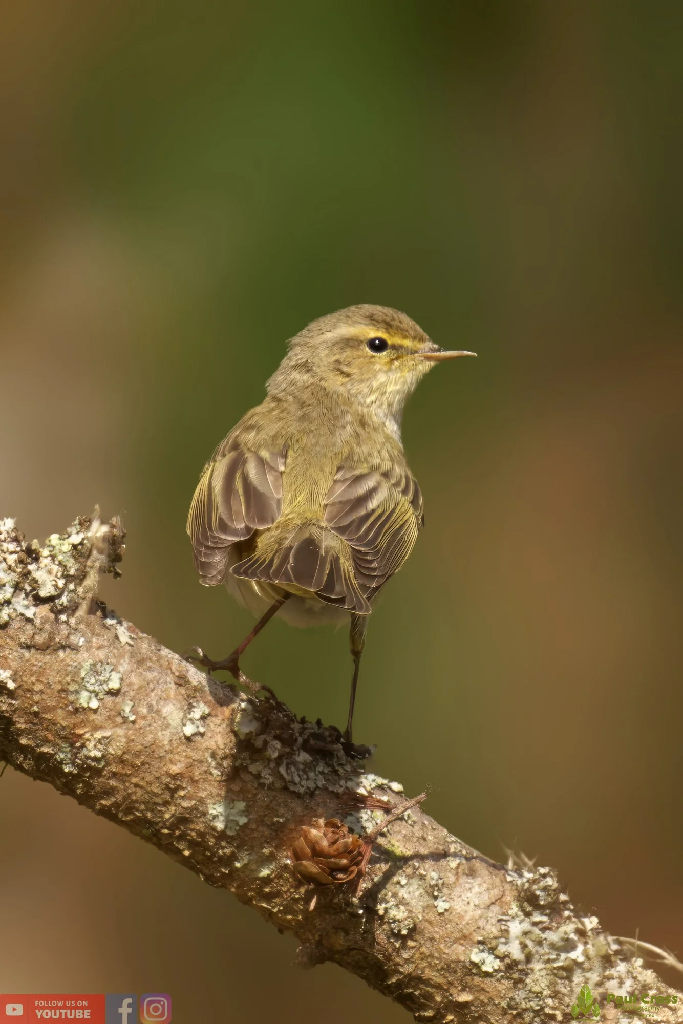 Chiffchaff-00058.jpg