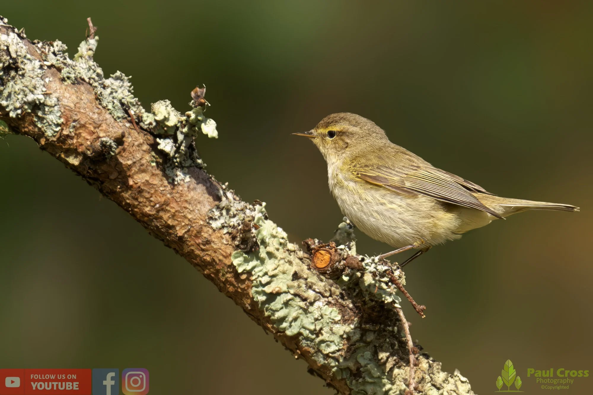 Chiffchaff-00057.jpg