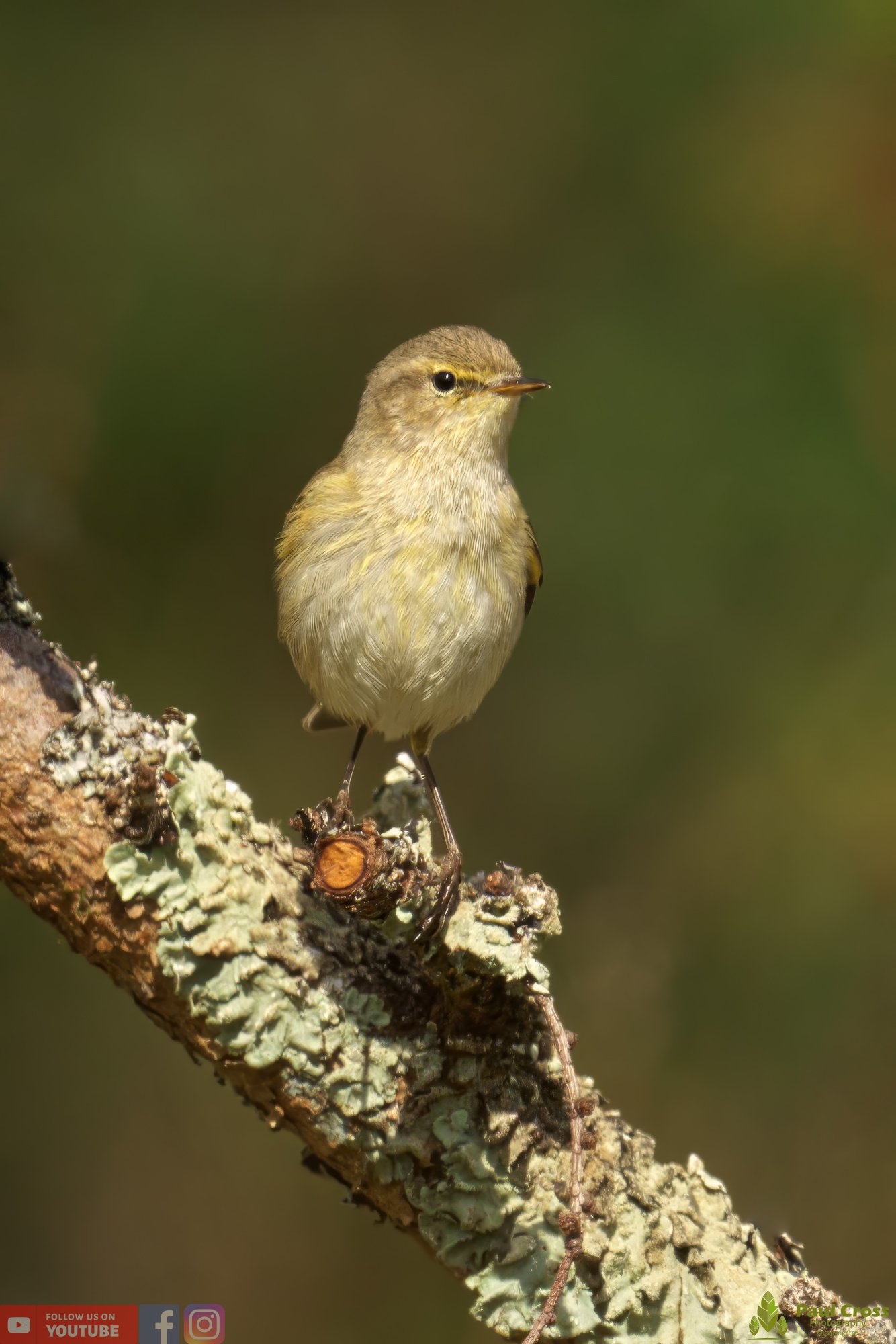 Chiffchaff-00060.jpg