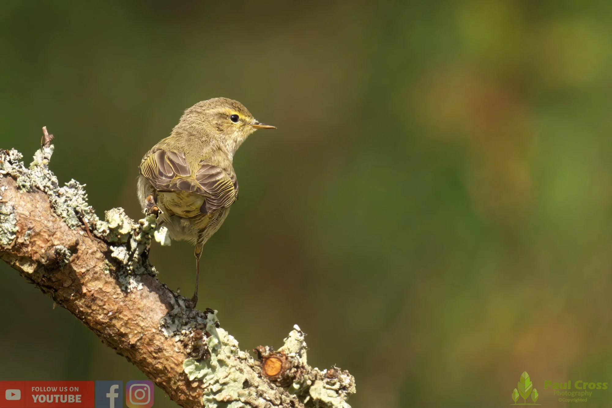 Chiffchaff-00063.jpg