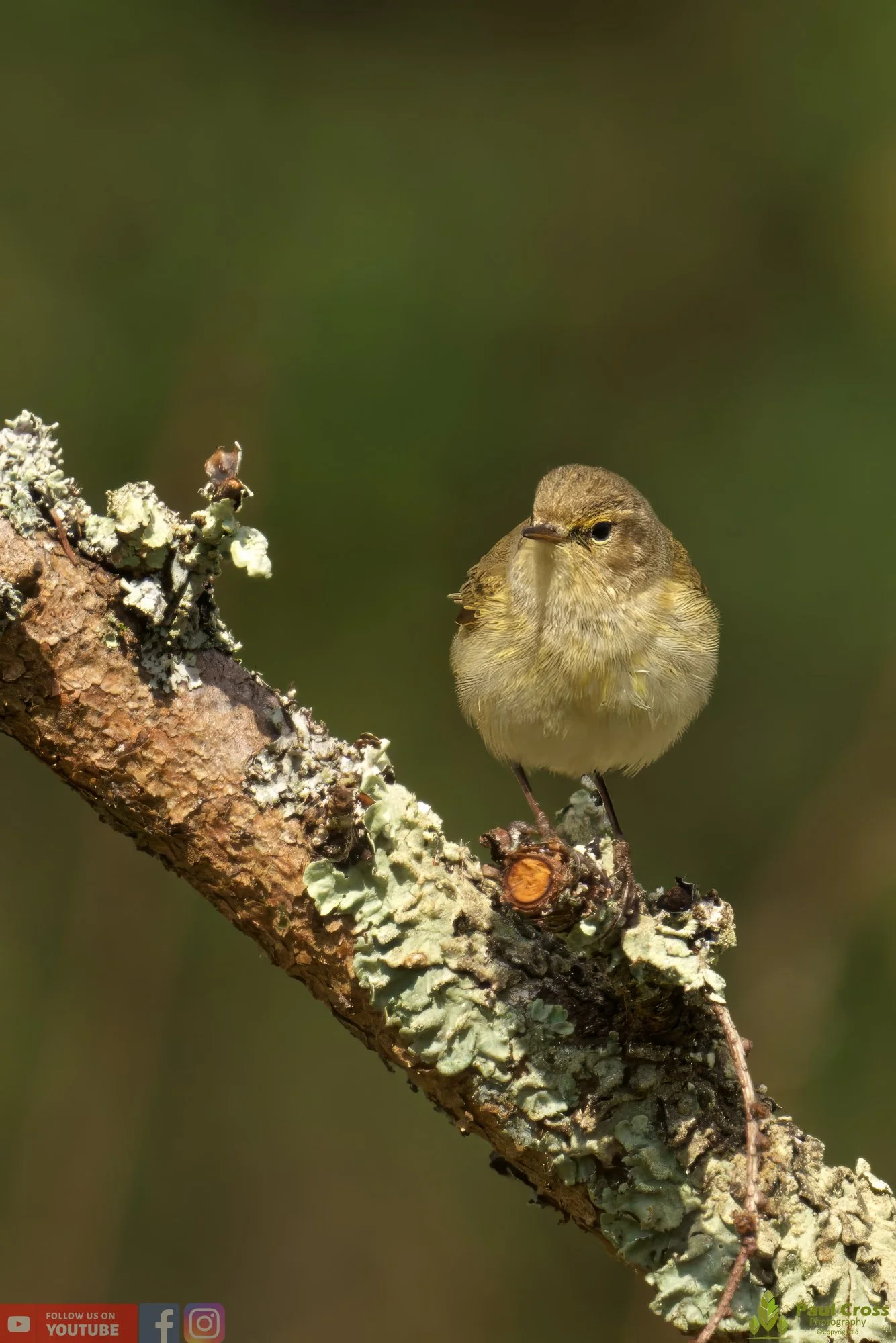 Chiffchaff-00083.jpg