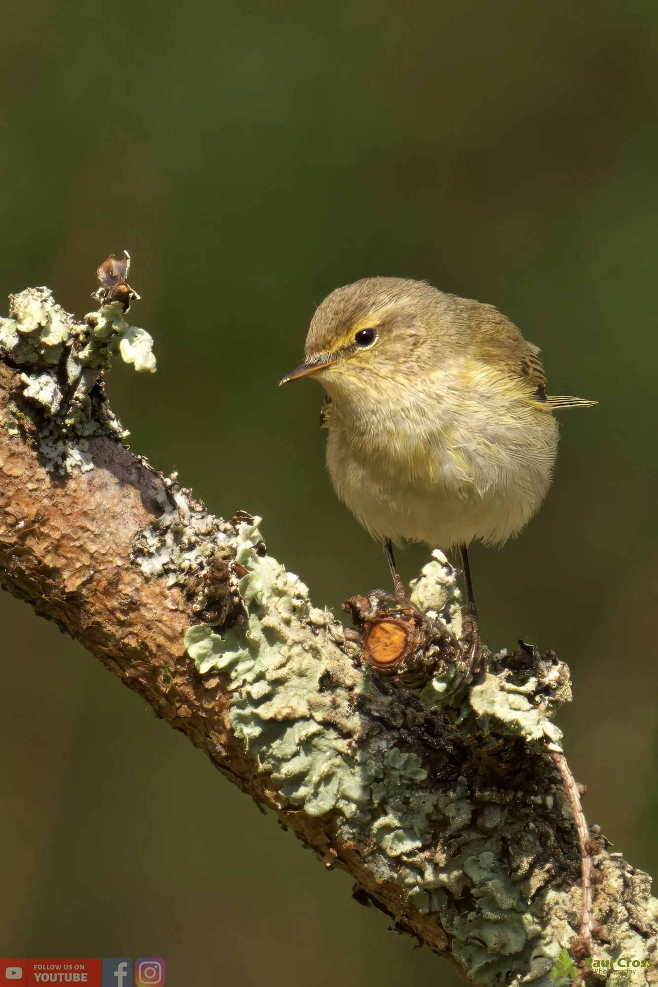 Chiffchaff-00084.jpg