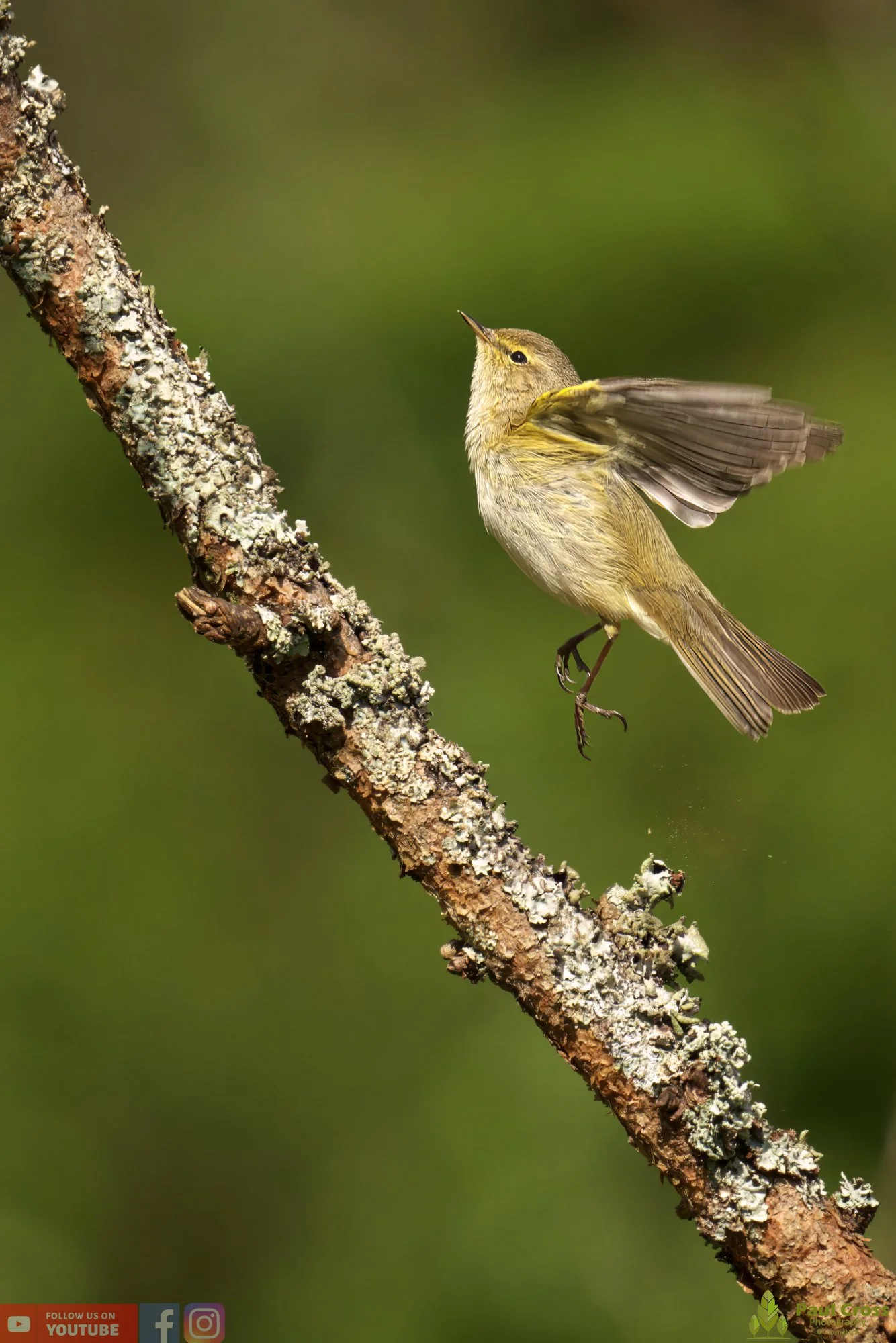 Chiffchaff-00089.jpg