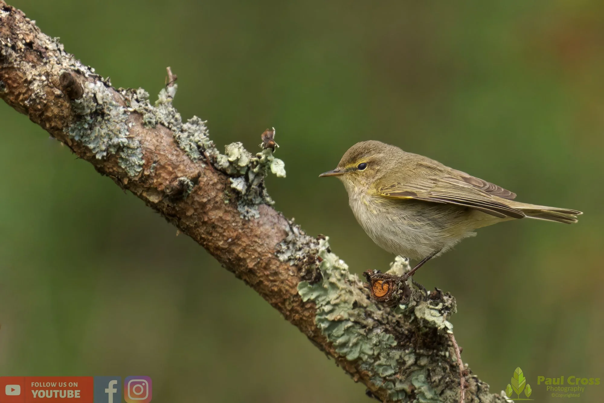 Chiffchaff-00095.jpg