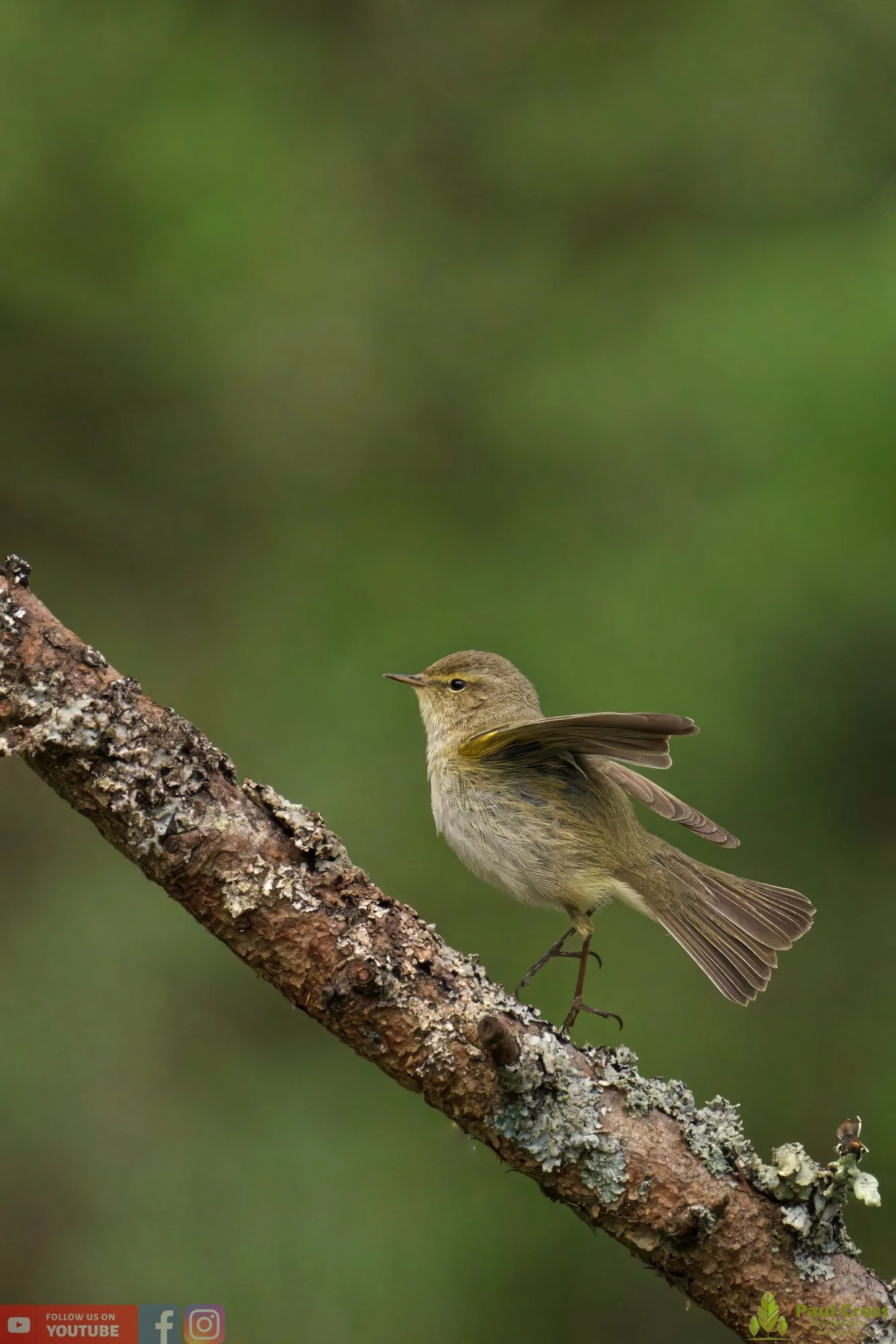Chiffchaff-00098.jpg