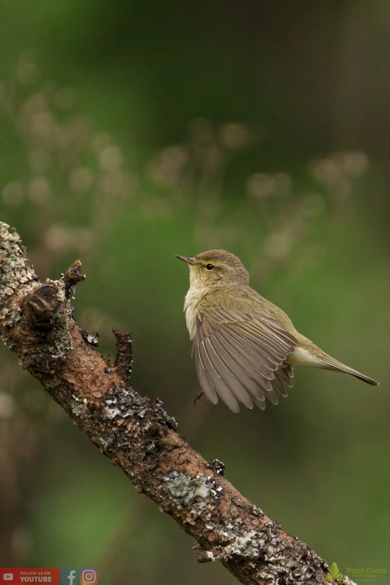 Chiffchaff-00099.jpg