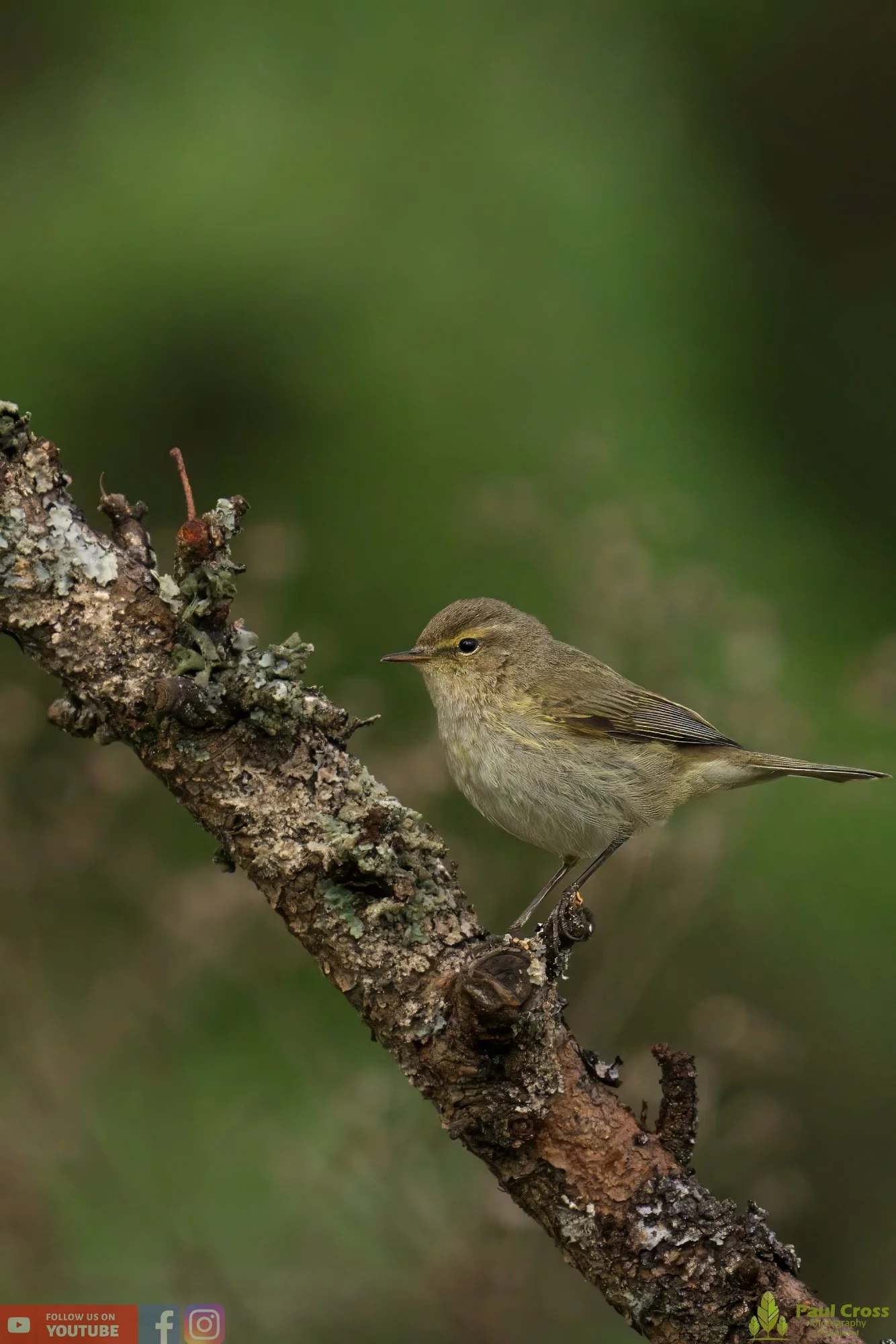 Chiffchaff-00101.jpg