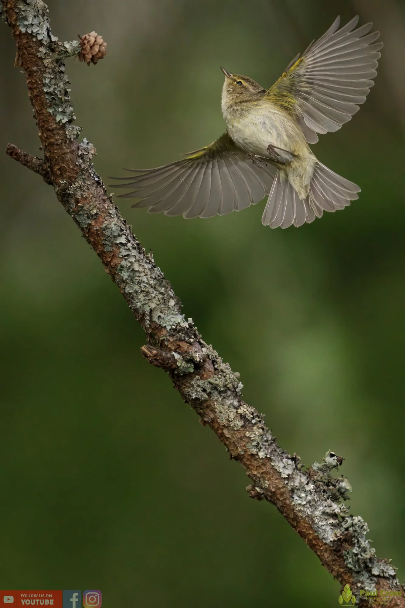 Chiffchaff-00103.jpg