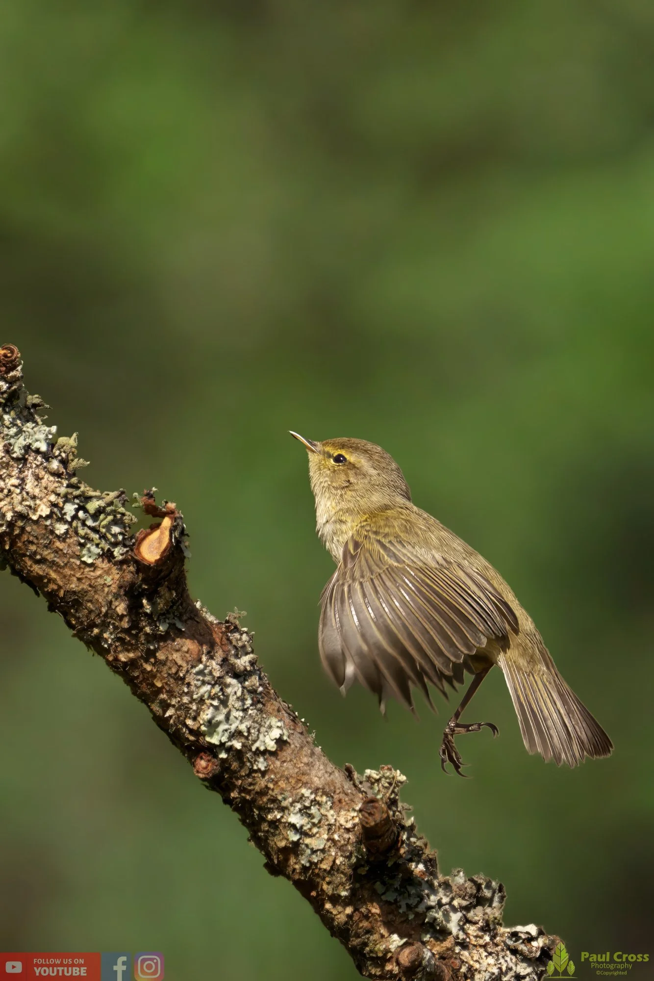 Chiffchaff-00104.jpg