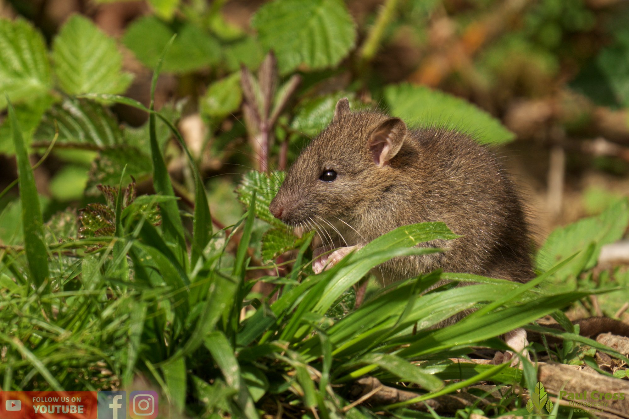 Brown Rat-00005.jpg