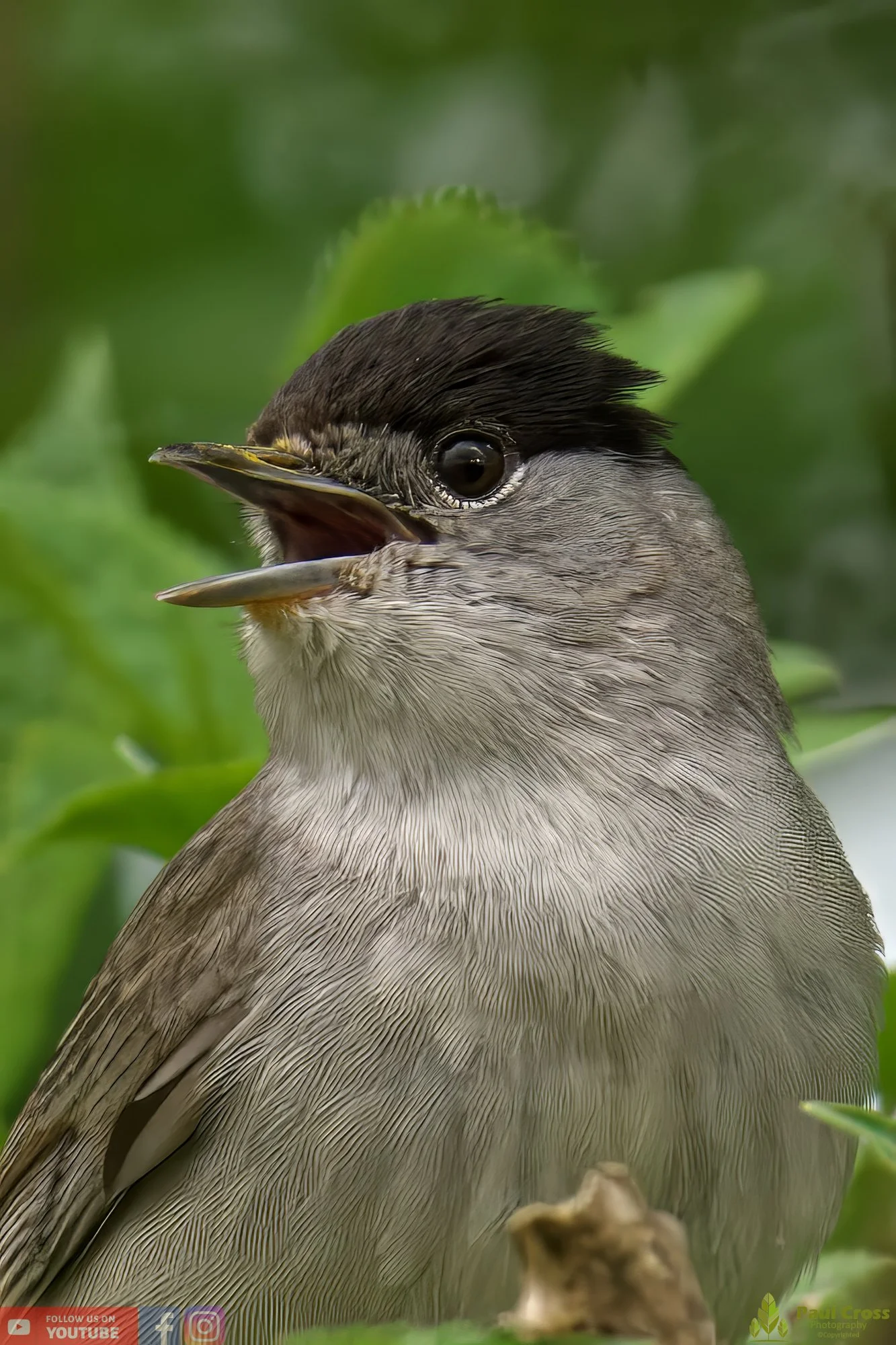 Blackcap-00083-topaz2.jpg