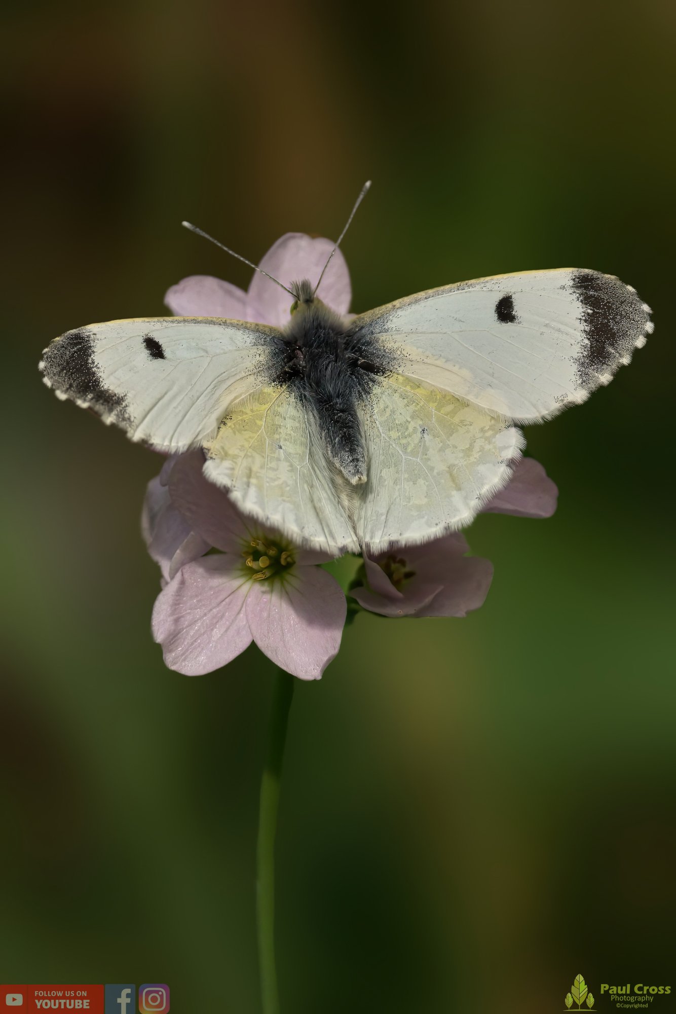 Orange-tip - Anthocharis Cardamines-00005.jpg