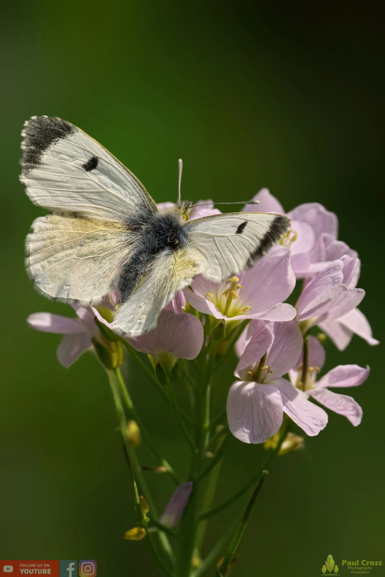 Orange-tip - Anthocharis Cardamines-00006.jpg