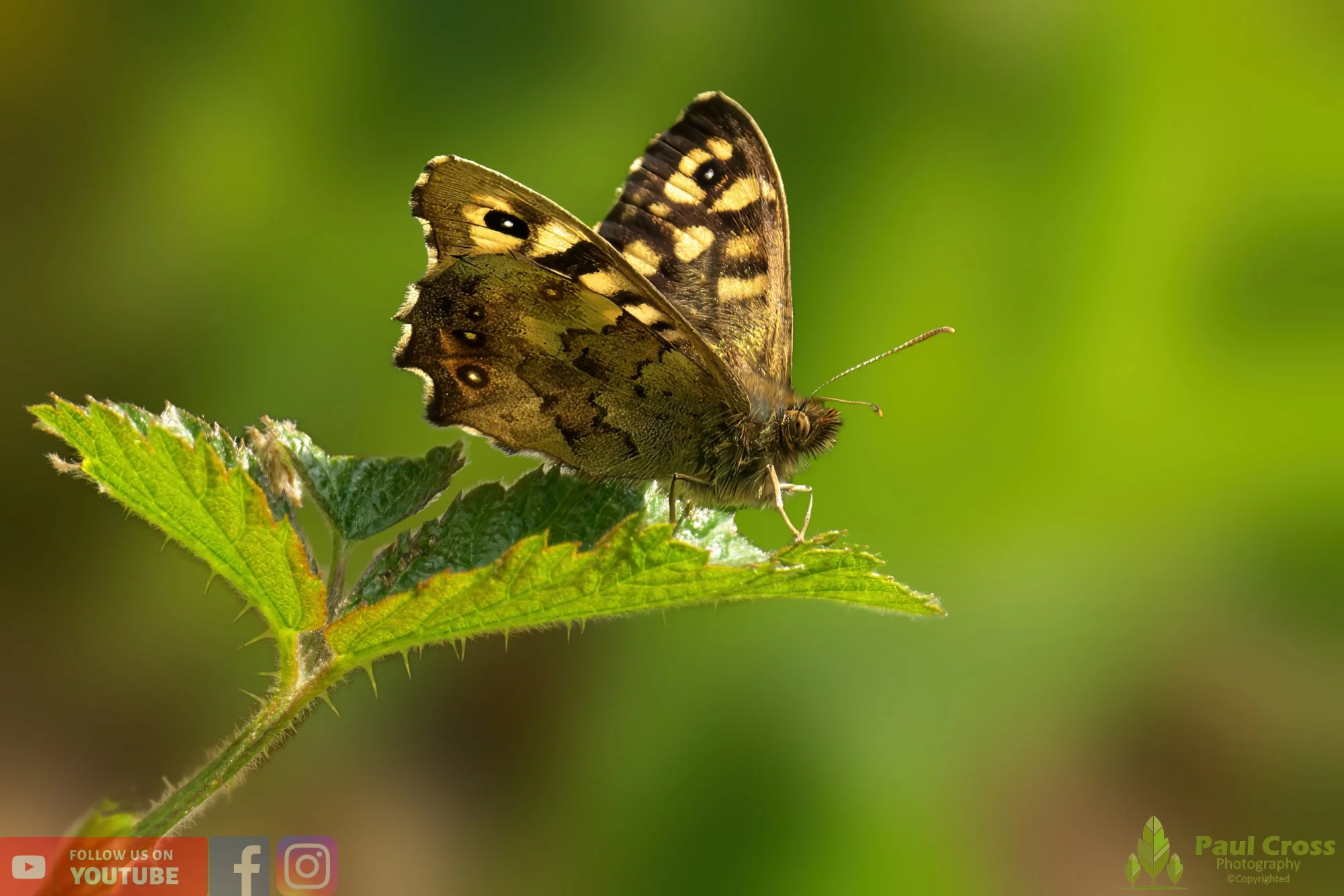 Speckled Wood-00013.jpg