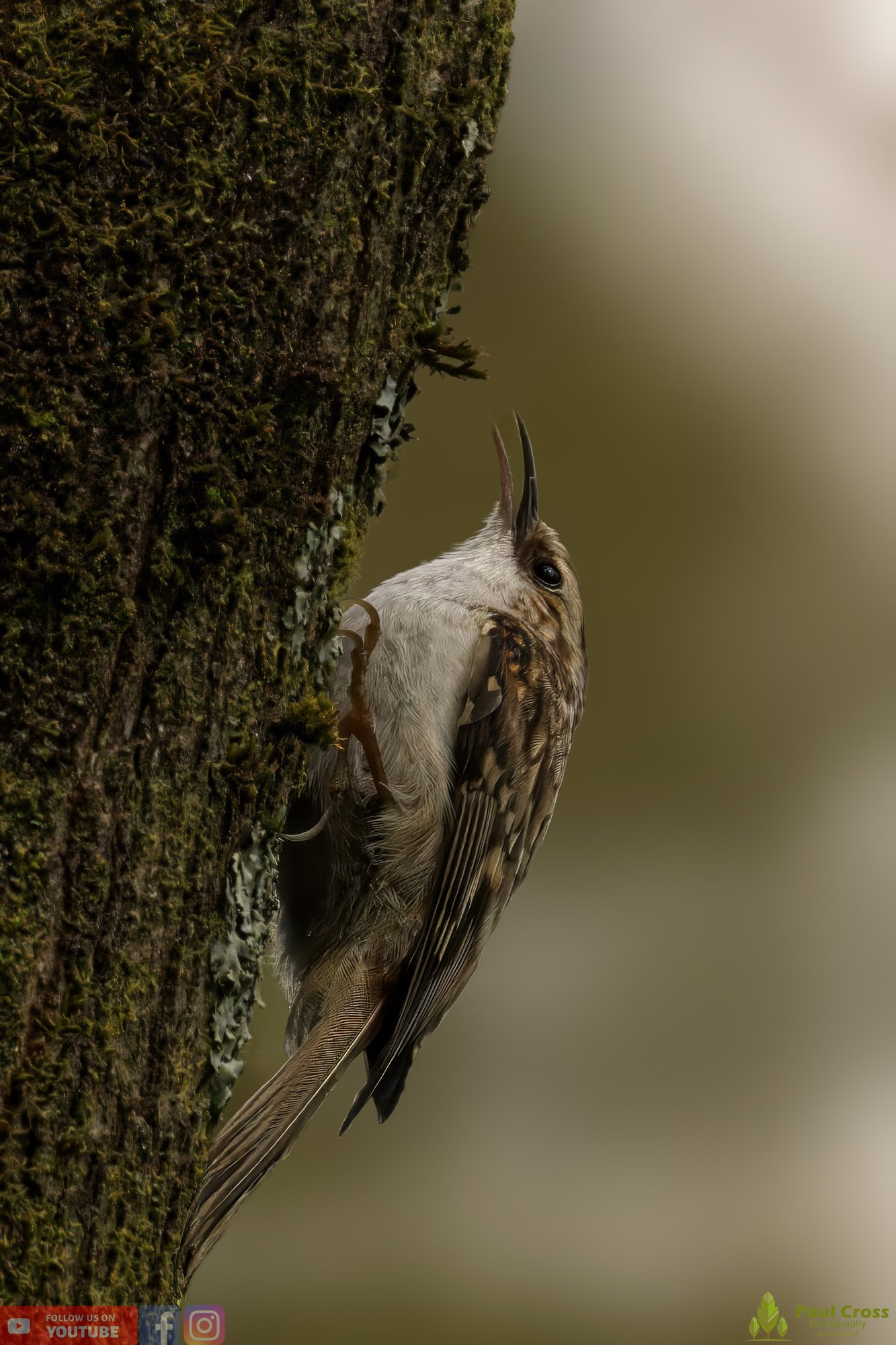 Treecreeper-00068.jpg
