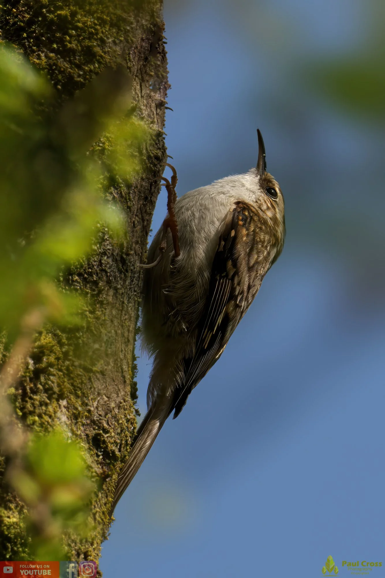 Treecreeper-00069.jpg